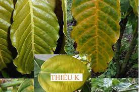Biểu hiện của cây thiếu Kali
