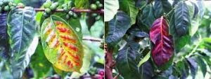 Hình ảnh cây thiếu lân