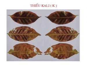 Thiếu Kali