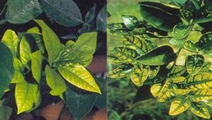 Biểu hiện của thiếu kẽm trên cây có múi