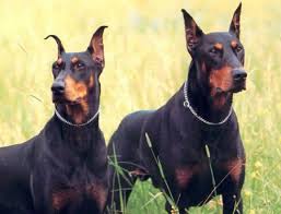 Các bệnh thường gặp ở chó Doberman