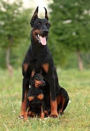 Cách chăm sóc chó Doberman