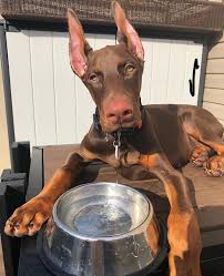 Chế độ dinh dưỡng của chó Doberman