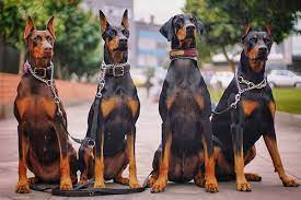 Đặc điểm ngoại hình của chó Doberman