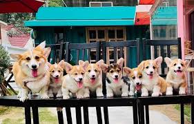 Các bệnh thường gặp của chó Corgi