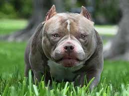 Các bệnh thường gặp ở chó Bully