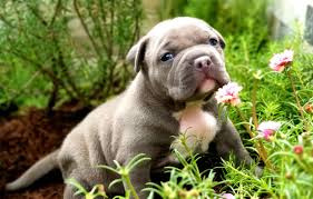 Cách huấn luyện chó Bully