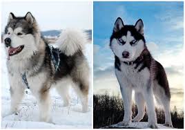 Chế độ dinh dưỡng của chó Alaska