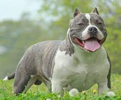 Chó Bully