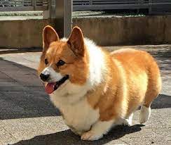 Chó Corgi