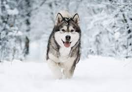 Đặc điểm ngoại hình của chó Alaska