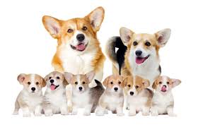 Đặc điểm ngoại hình của chó Corgi