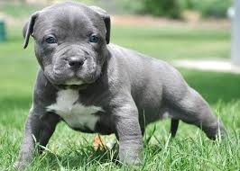 Giá thành của chó Bully