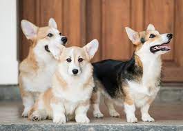 Phân loại chó Corgi
