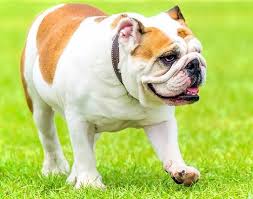 Thức ăn của chó Bully