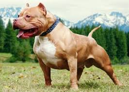 Tính cách của chó Bully