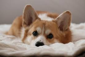 Tính cách của chó Corgi