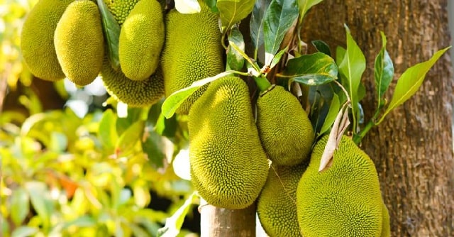 Cách chăm sóc cây mít rất đơn giản