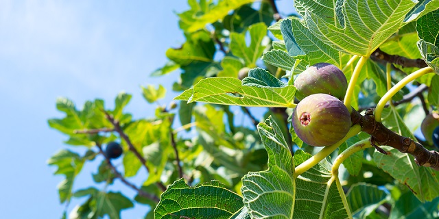 Cây cho thu hoạch hằng năm
