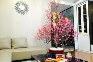 Cây đào có ý nghĩa đặc biệt trong ngày Tết