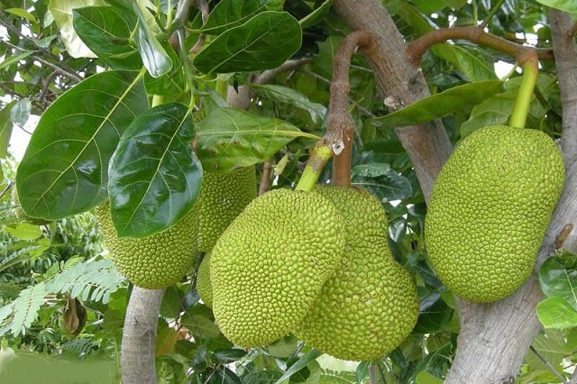 Cây mít dễ trồng và có giá trị cao
