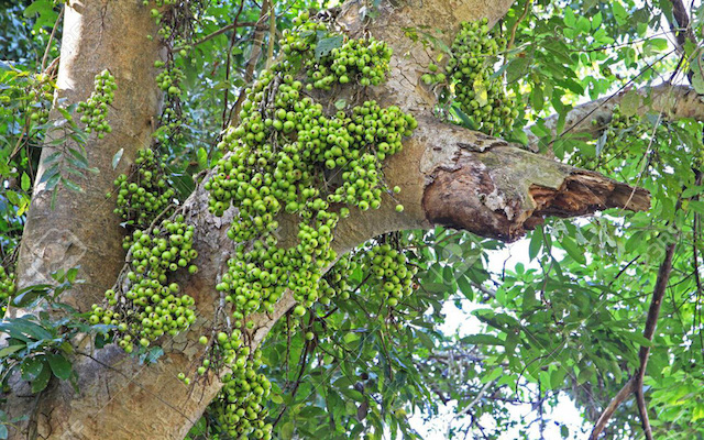 Cây sung có khả năng chịu hạn tốt