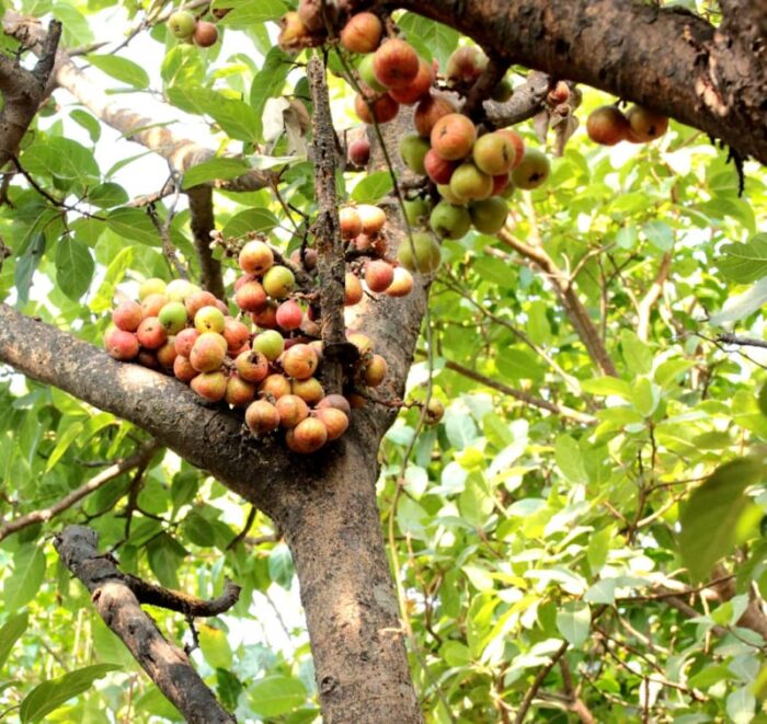 Cây sung có mấy loại?