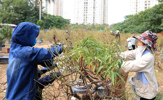 Chăm đào cần có kỹ thuật chuyên sâu
