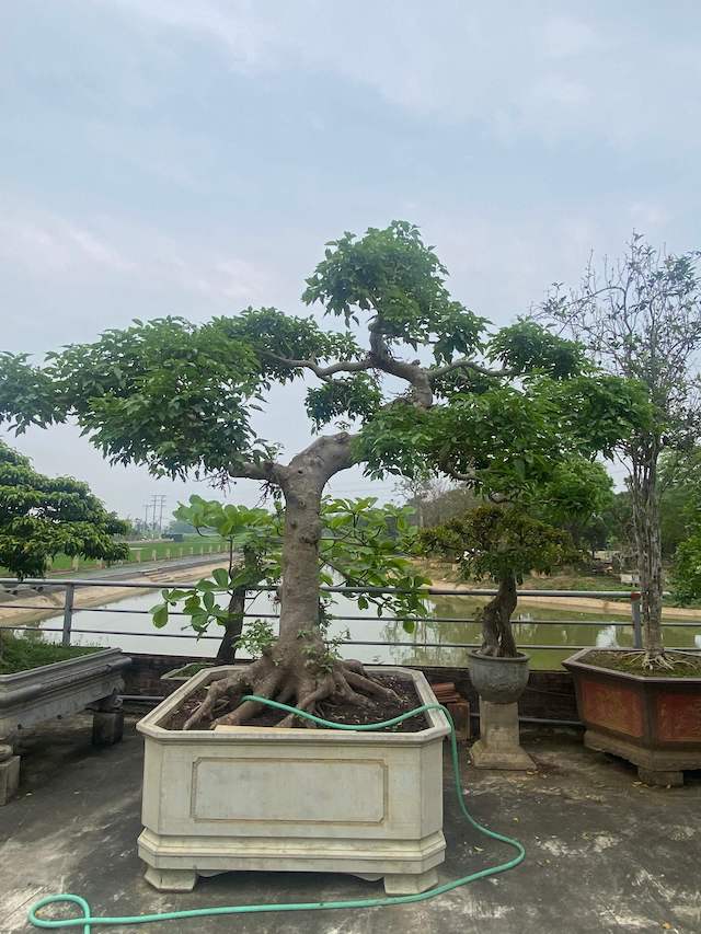 Chậu trồng cây sung