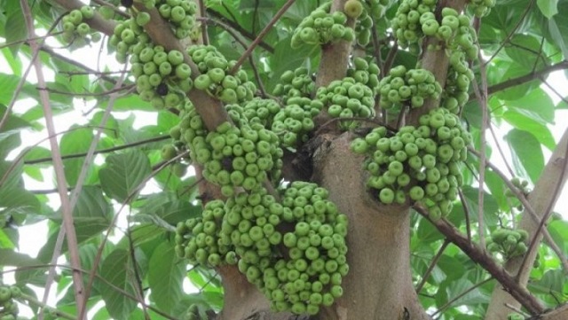 Đặc điểm sinh thái cây vả