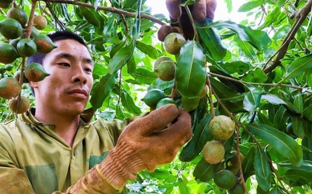 Chú ý để trồng mắc ca hiệu quả