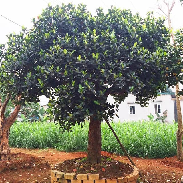 Chúng cũng có thể được chọn để làm cảnh