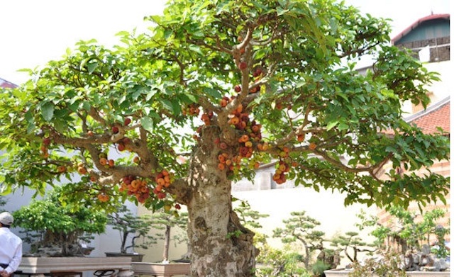 Đặc điểm cây sung