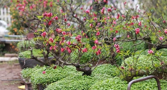 Đặc điểm của cây đào