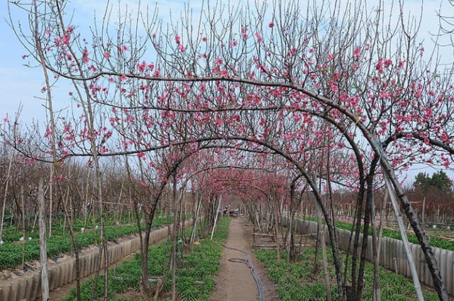 Đào Nhật Tân