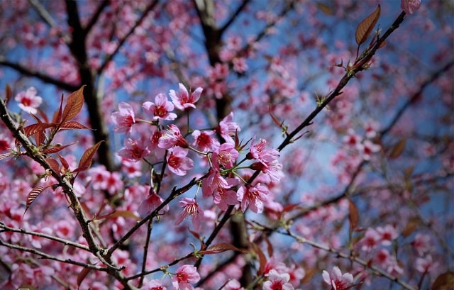 Đào rừng