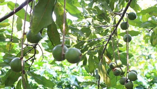 Loại quả này có nhiều công dụng đối với người dùng