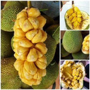 Mít tố nữ Việt Nam có chùm múi to, đều