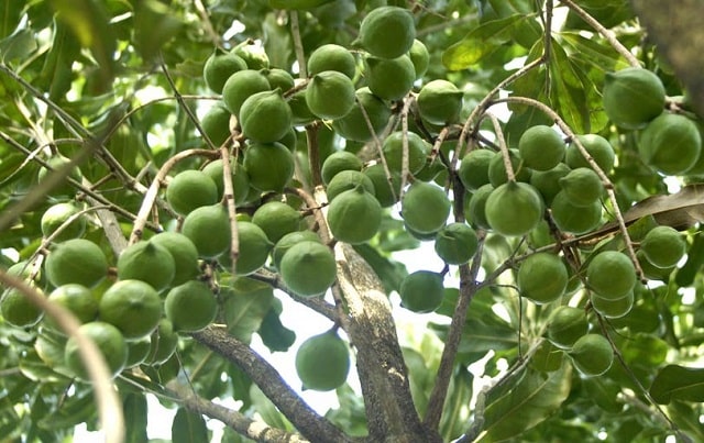 Nên chọn cây ghép để trồng cho hiệu quả cao