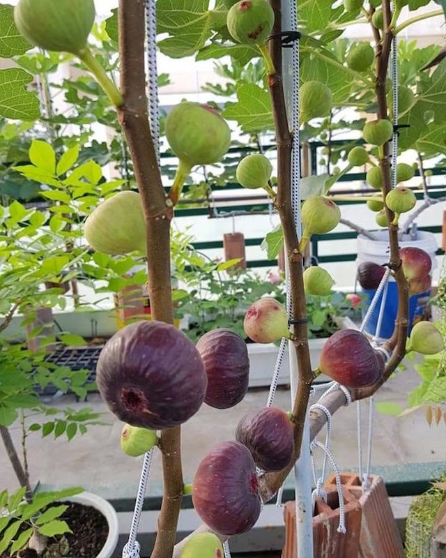 Trồng cây sung ở đâu là tốt nhất