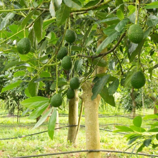 Bơ trồng đúng cách cho ra nhiều quả chất lượng