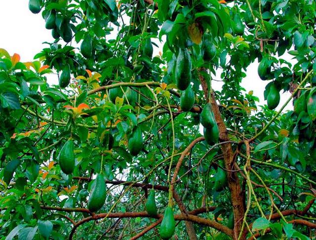 Cách trồng bơ phát triển khỏe mạnh
