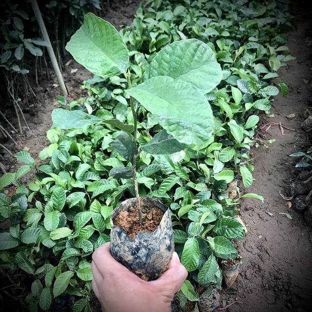 Cây giống đạt tiêu chuẩn