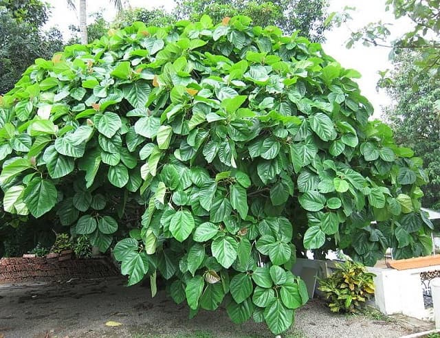 Đặc điểm hình thái của cây vả