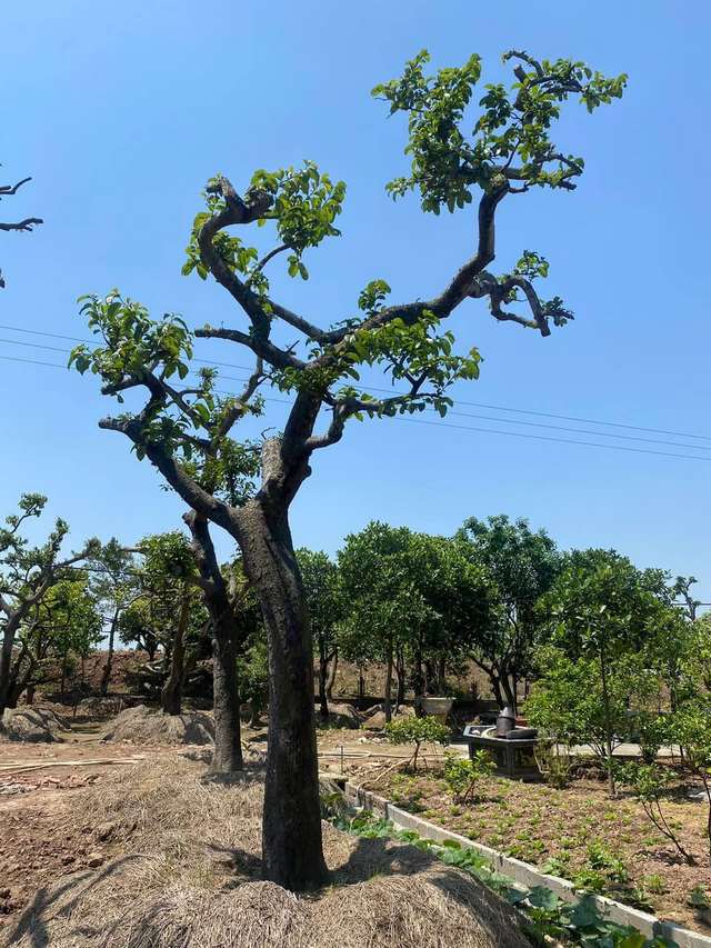 Chay cảnh thế đẹp
