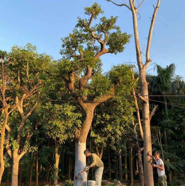 Chay cổ thụ cao lớn dáng đẹp được giao bán với giá cao ngất ngưởng