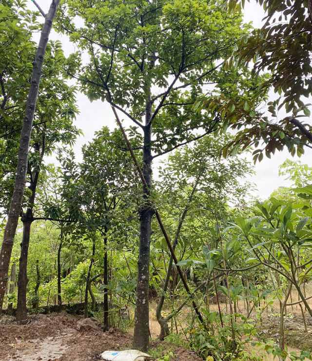 Chay mang đến nhiều công dụng cả trong đời sống hàng ngày lẫn y học