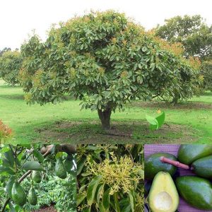 Đặc điểm chung về cây bơ