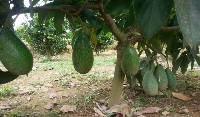Giống bơ lùn sai trĩu quả