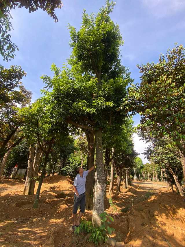 Hình ảnh cây chay cổ thụ